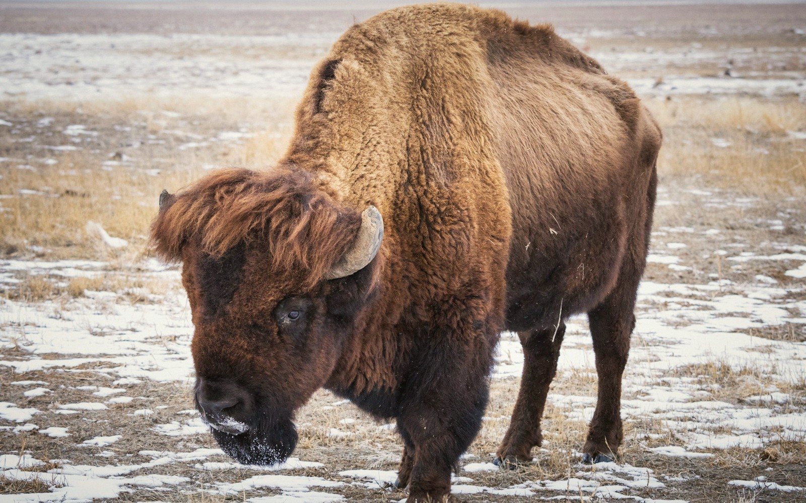 A bison stands with lowered head on a snow-patched prairie field